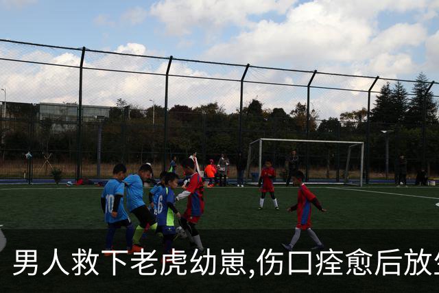 男人救下老虎幼崽,伤口痊愈后放生野外,几天后老虎竟叼走了他儿子